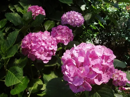 粉色绣球花高清图片 粉色绣球花高清图片