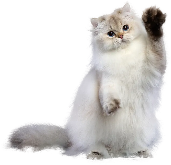 免扣素材实物猫咪摄影