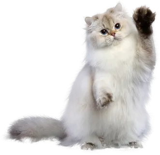 免扣素材实物猫咪摄影