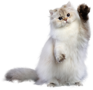 免扣素材实物猫咪摄影