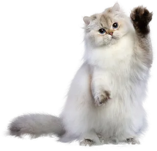 免扣素材实物猫咪摄影