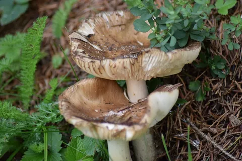 野生真菌菇图片 野生真菌菇图片