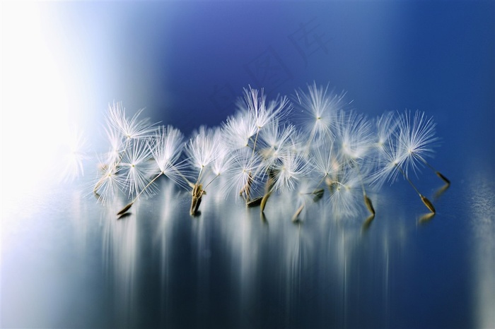 唯美蒲公英微距摄影鲜花图片