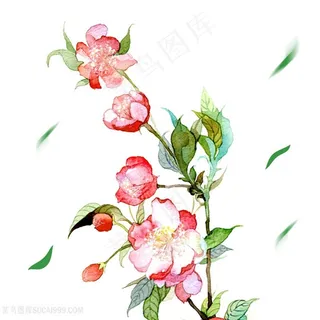 水彩海棠花插画