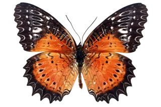 蝴蝶 彩蝶 花蝴蝶 动物 昆虫 免抠