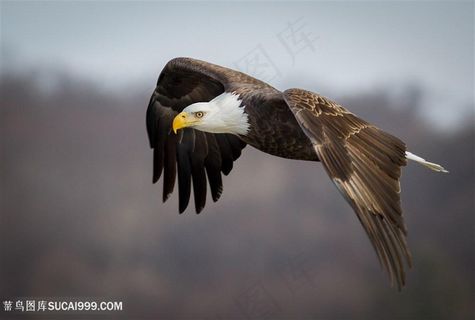 森林上空翱翔的老鹰图片