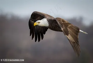 森林上空翱翔的老鹰图片