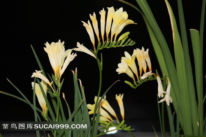 淡雅兰花图片摄影素材