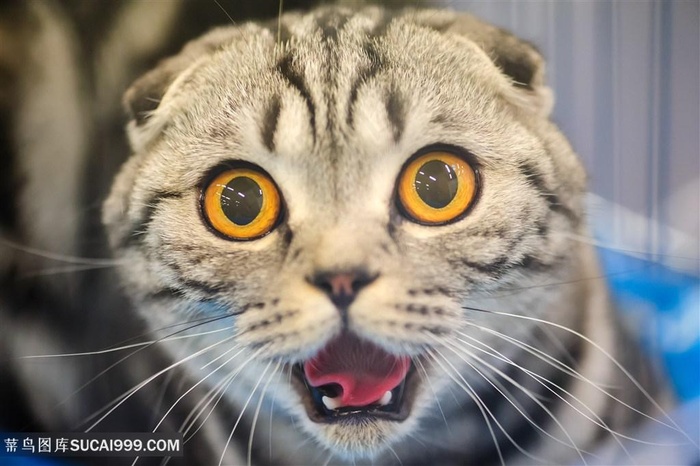 睁大眼睛的猫咪高清图片