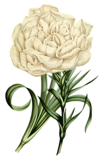 复古手绘植物花卉玫瑰花PNG免扣图案高清图片PS设计素材图