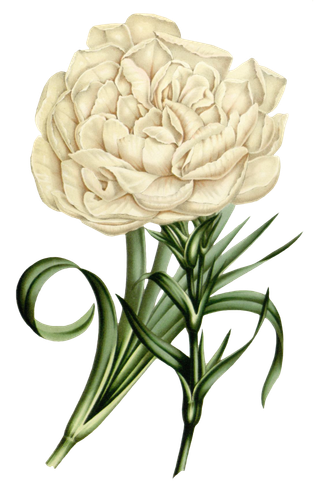 复古手绘植物花卉玫瑰花PNG免扣图案高清图片PS设计素材图