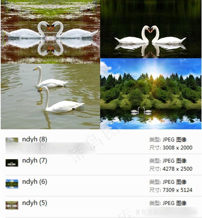 天鹅摄影素材