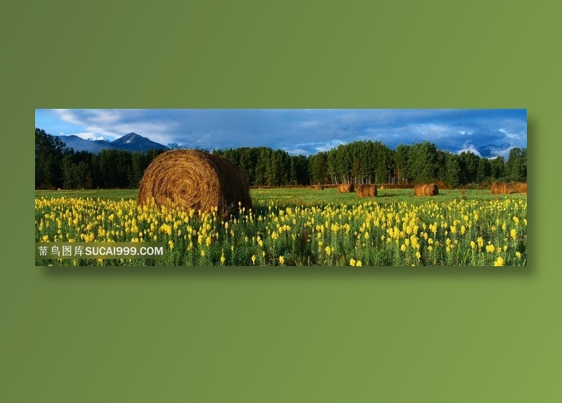 稻田油菜花风景画