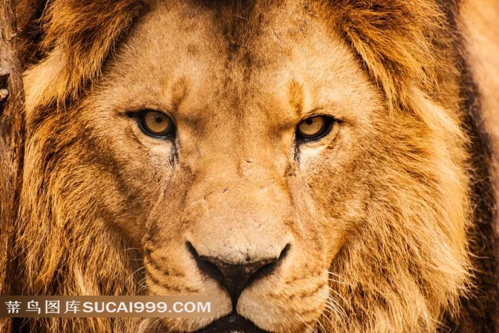 万兽之王的冷峻表情