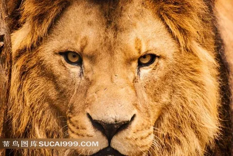 万兽之王的冷峻表情