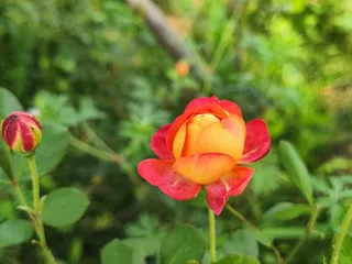 橙红玫瑰花特写