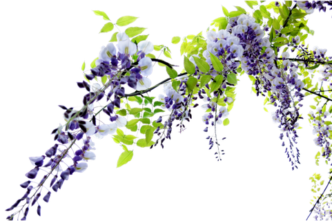 免抠一架美丽的紫藤