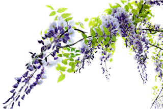 免抠一架美丽的紫藤