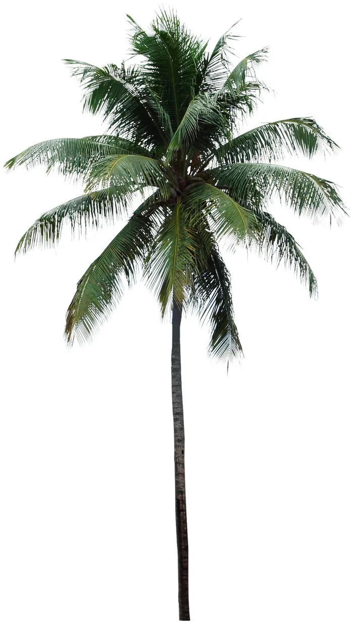 高清树木素材 免抠PSD植物素材 美术绘画园林贴图 树草灌木花草psd模版下载