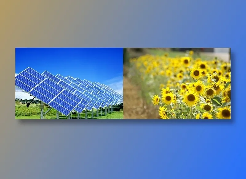 太阳能与向日葵摄影素材