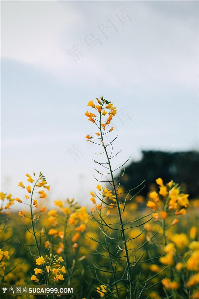 植物油菜花图片海报