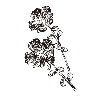 线条草本花卉手绘植物-马齿苋