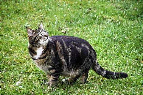 草地上的花猫图片 草地上的花猫图片