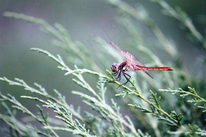 红蜻蜓的图片