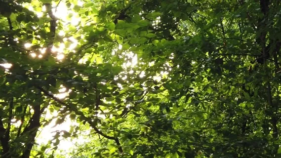 森林, 太阳, 夏天, 温暖的, 光, 自然, 景观, 秋天