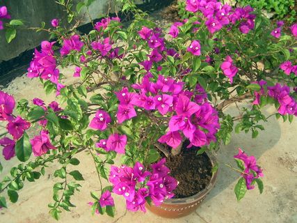 三角梅盆景图片 三角梅盆景图片