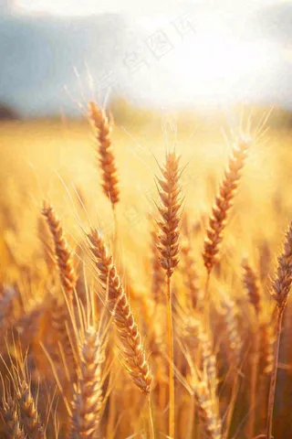 秋天收获小麦收割落日，秋分芒种小满粮食摄影图