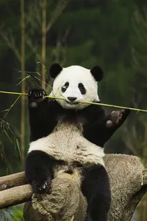 进食的大熊猫摄影素材 进食的大熊猫摄影素材