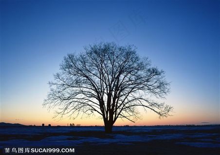 傍晚中树木的树影特写