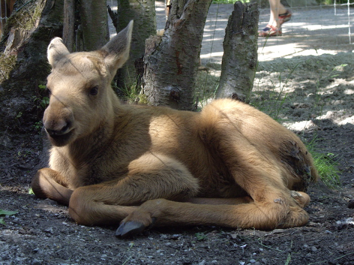鹿野生梅花鹿动物园设计素材