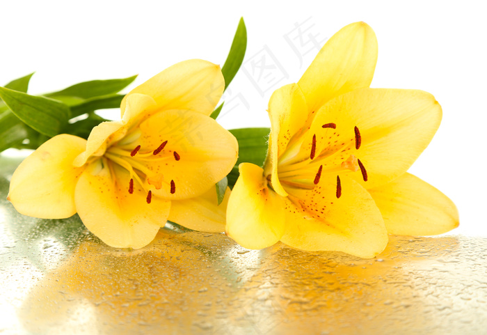 黄色百合花高清图片