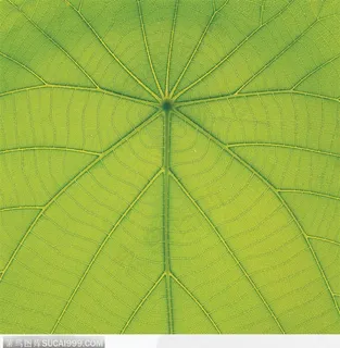 叶脉（绿叶）