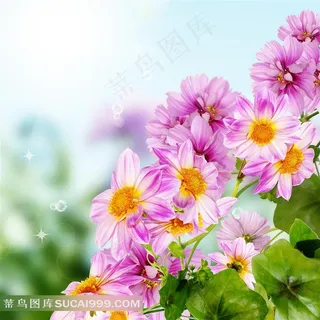 高清粉色菊花唯美图片