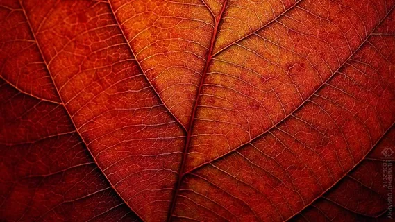 树叶经脉特写背景高清图片