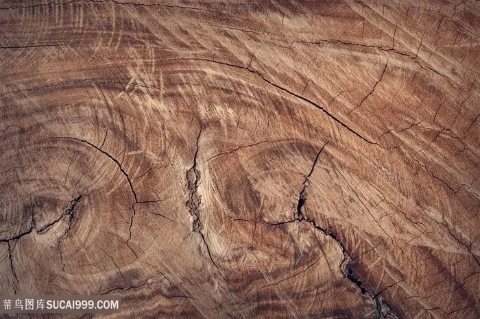 清晰古树横切面