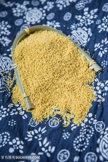 小米大黄米摄影图片