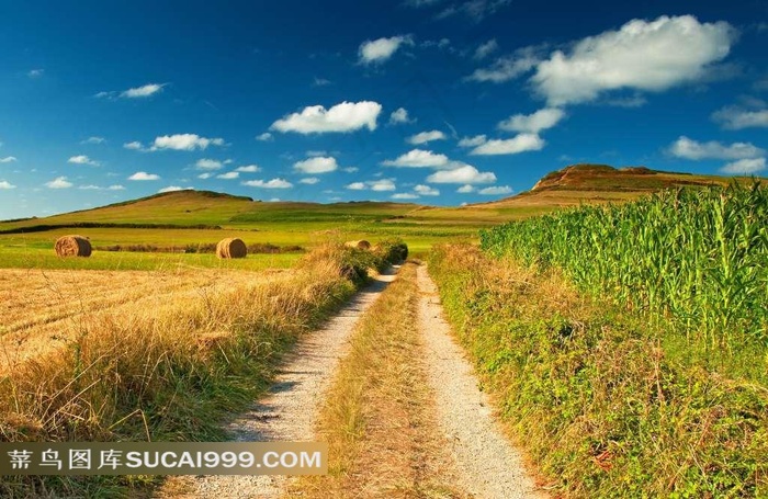 田园稻草高清图片