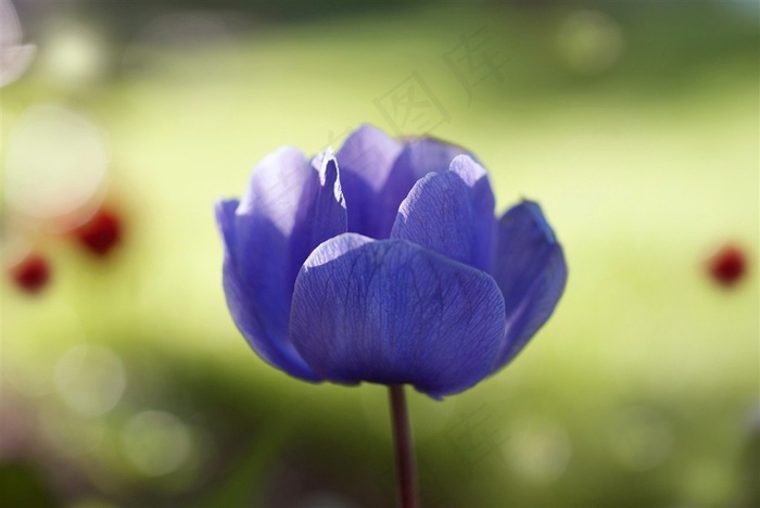 蓝色唯美鲜花高清摄影图片