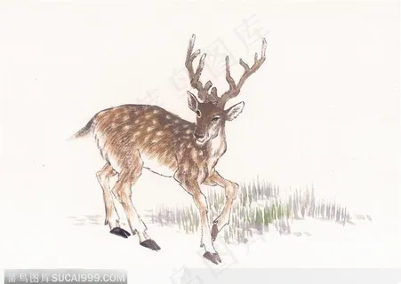 水墨画—鹿 水墨画—鹿