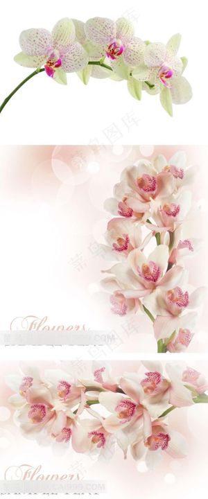 漂亮的兰花背景素材