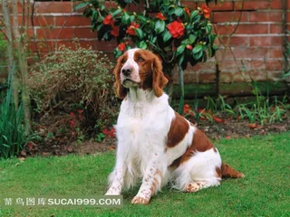 草地上蹲着的花狗摄影素材