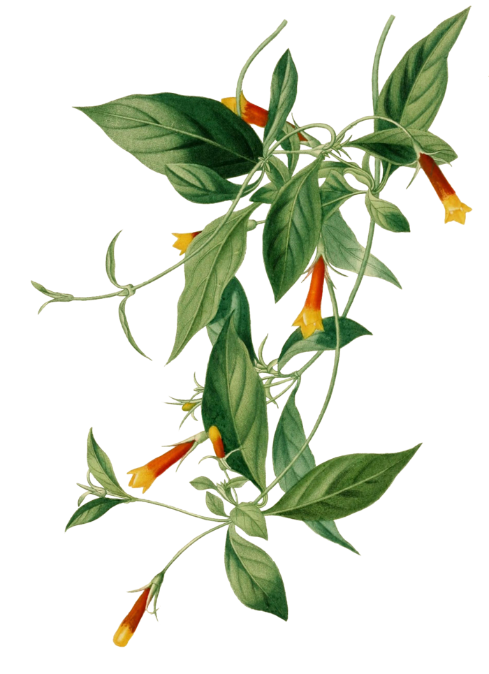 免抠藤蔓花朵素材
