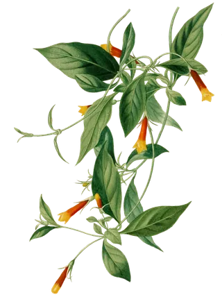 免抠藤蔓花朵素材