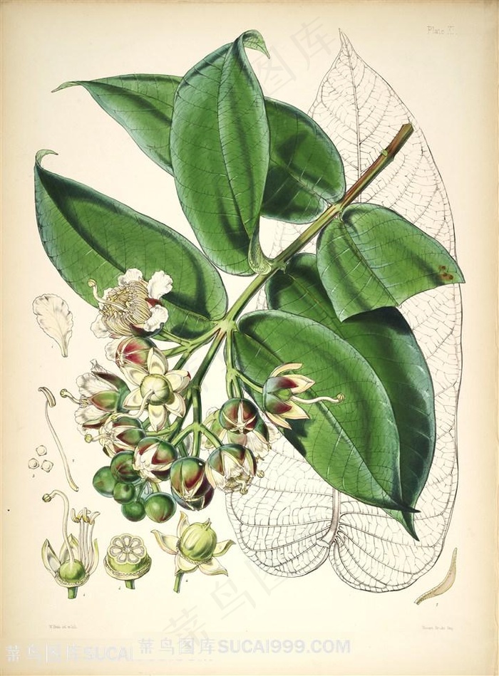 唯美水彩植被花卉插画