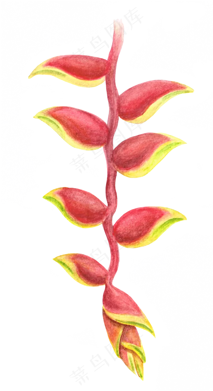 水彩插画-花