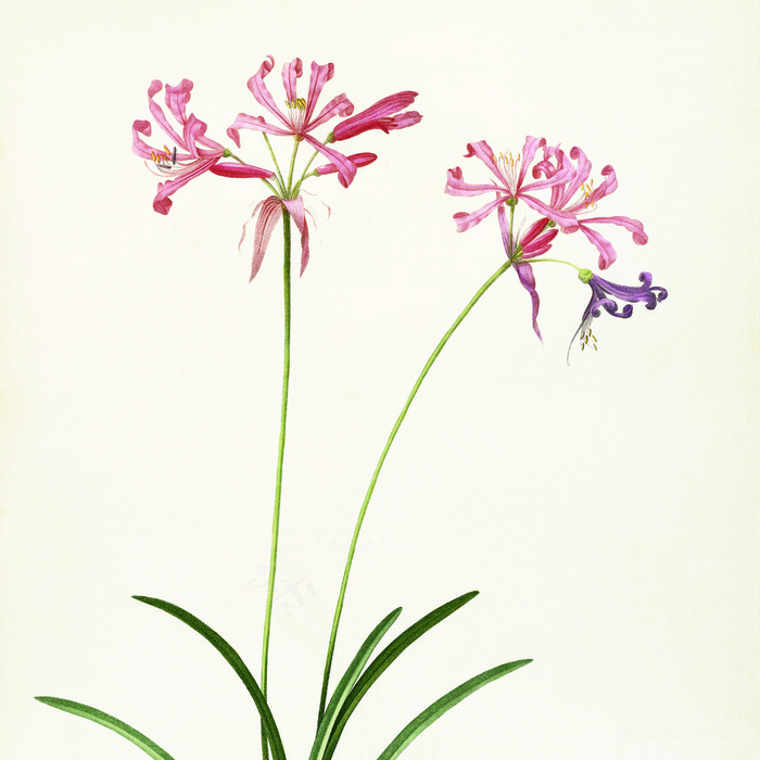 唯美花卉粉色画